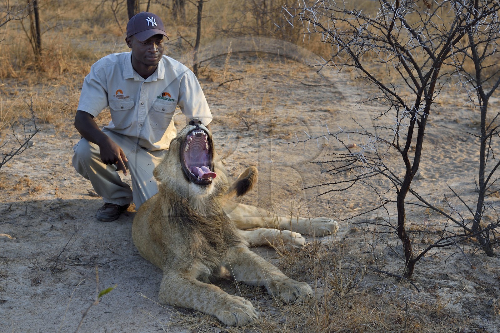 Zimbabwe, Midlands Province, Gweru, Antelope Park home to ALERT (African Lion and Environmental Research Trust), lion (panthera leo) walk through the bush by guides - handlers