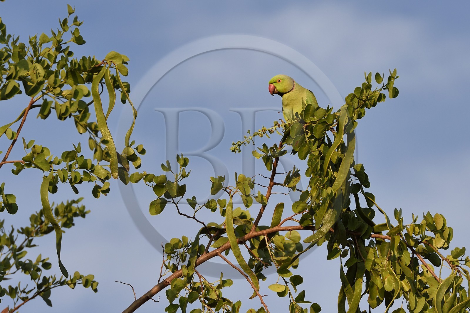 Sri Lanka, province d'Uva, Parc national d'Uda Walawe (Udawalawe National Park), perruche à collier (Psittacula krameri)