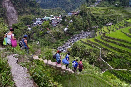 Philippines, Ifugao province, Banaue rice terraces, listed as World Heritage by UNESCO, a family joins the village of Cambulo