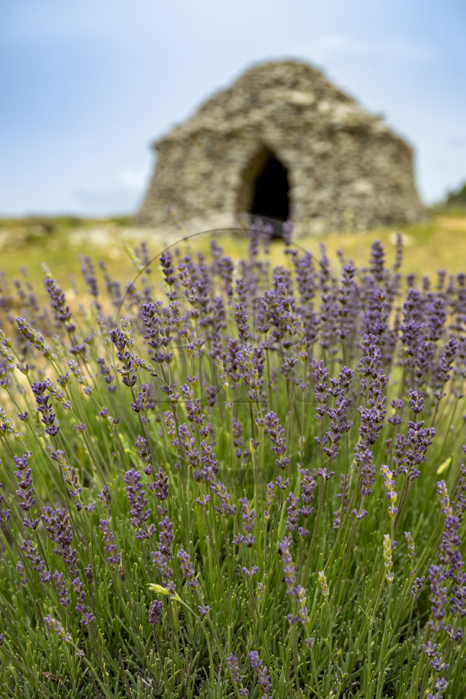 France, Drome, Drome Provencale, Sault district, Ferrassieres, lavender field, there is only one sprig unlike lavandin which has three, dry stone hut called borie in the background