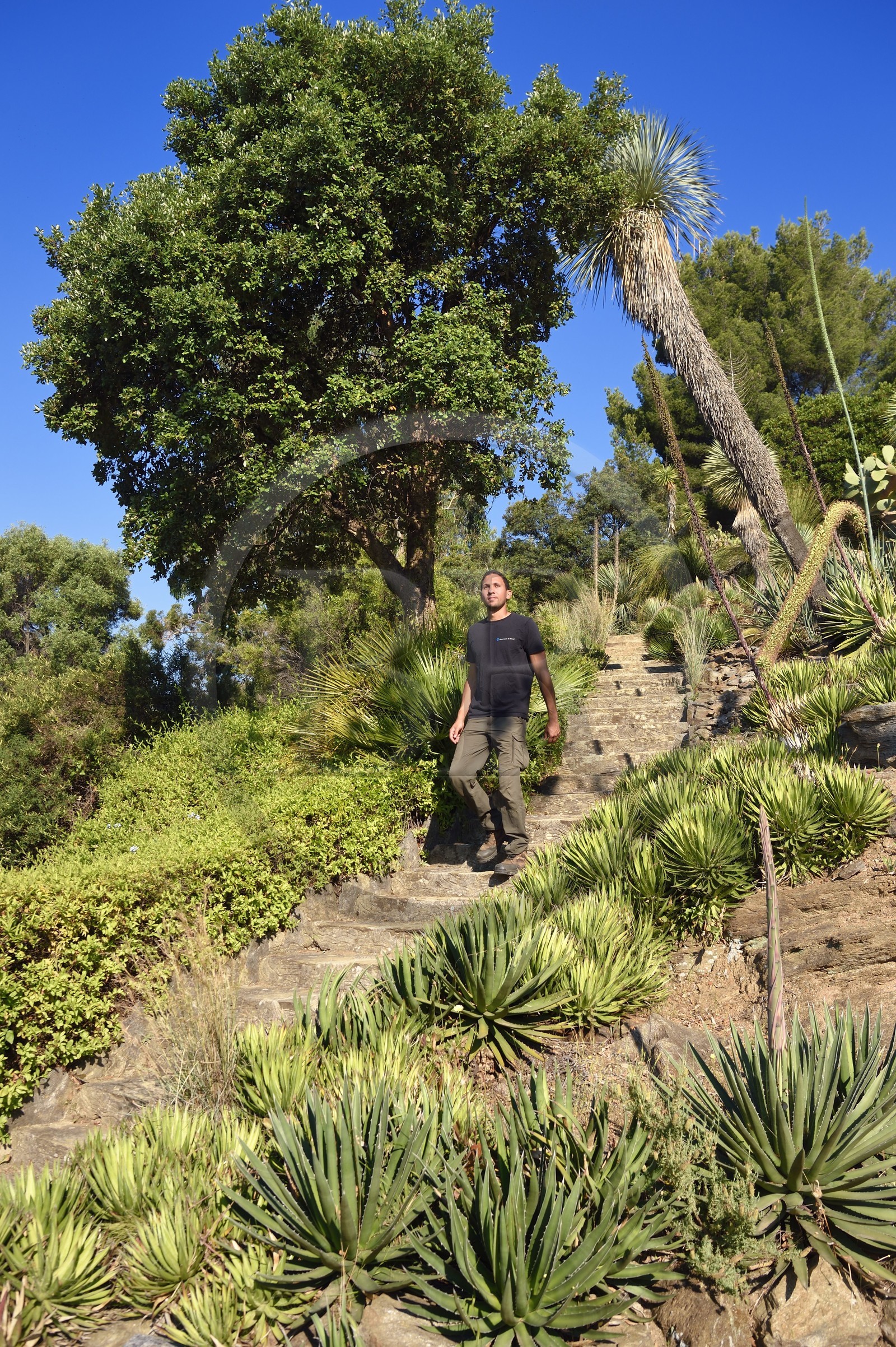 France, Var (83), Rayol-Canadel-sur-Mer, Domaine du Rayol, propriété du conservatoire du littoral mention obligatoire, le jardin des Méditerranées conçu par le paysagiste Gilles Clément, le Jardin d'Amérique aride, le chef jardinier Tao Ramsa