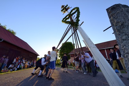 Suède, comté de Dalécarlie, région de Leksand, célébrations du solstice d'été dans le petit hameau de Hjulbäck, levée du mât de l'arbre de mai