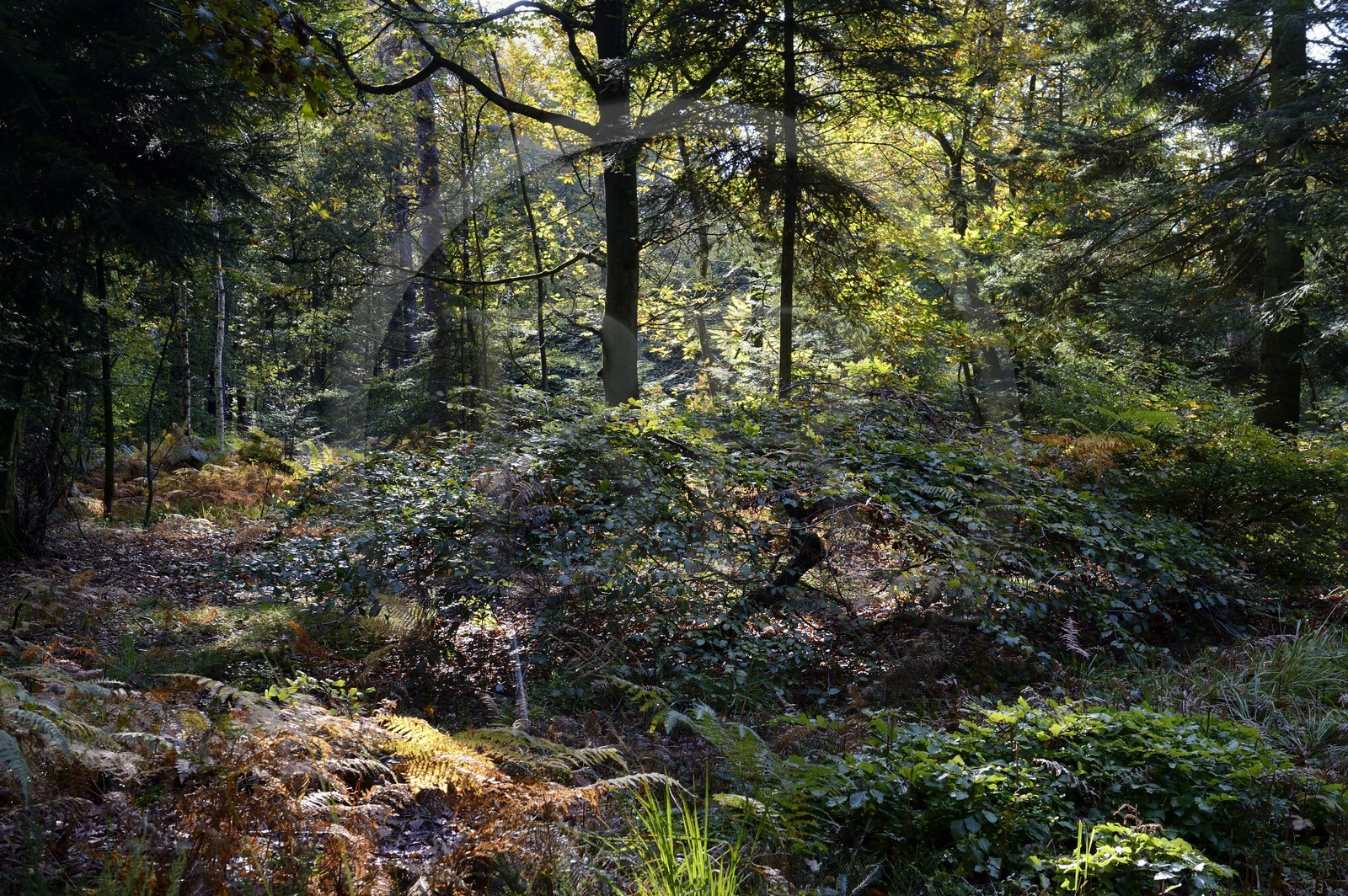 France, Marne (51), Parc Naturel Regional de la Montagne de Reims, Verzy, les Faux-de-Verzy, hêtres tortueux