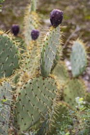 France, Gard (30), Uzès, cactus et figue de barbarie