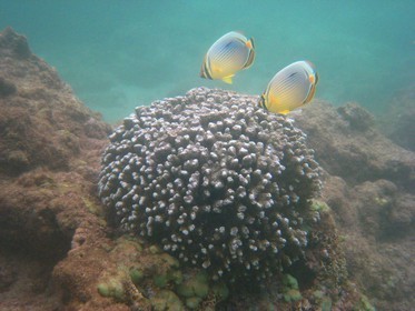 France, Reunion Island (French overseas department), coral reef of Saint Gilles and Ermitage lagoon (underwater view)
