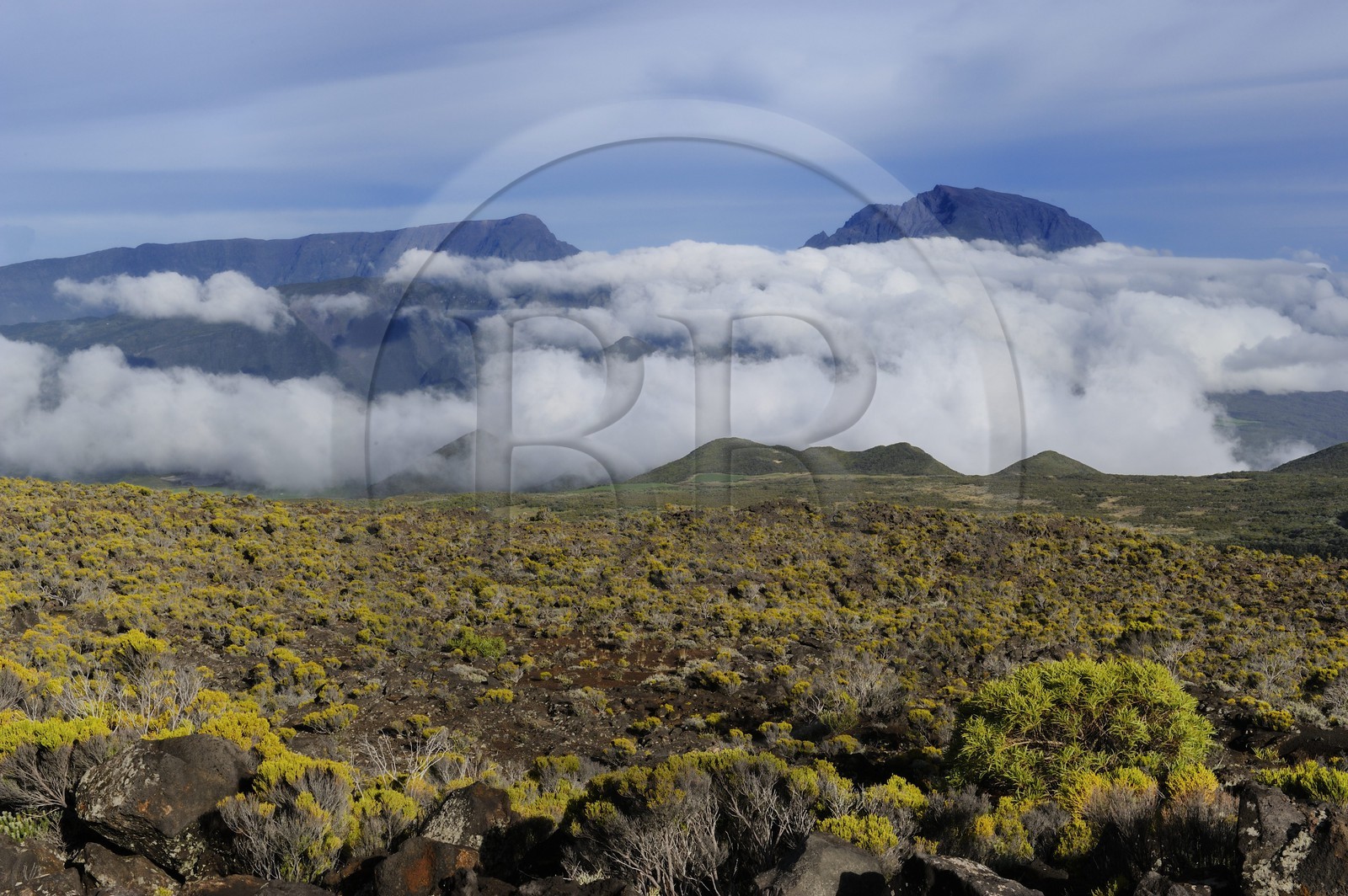 France, île de la Réunion, Piton de la Fournaise, classé Patrimoine Mondial de l'UNESCO, végétation rases des pentes du volcan