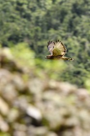 Caraïbes, Ile de la Dominique, Parc national du Morne Trois Pitons classé Patrimoine Mondial de l'UNESCO, petite buse appelée Malfini - Mangé poulé, mansefenil ou aigle des Antilles