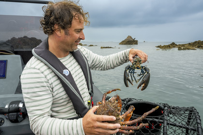 France, Finistère (29), Baie de Morlaix, Carantec, pêche au panier, pêche au panier, araignée de mer (Maja brachydactyla) et homard bleu