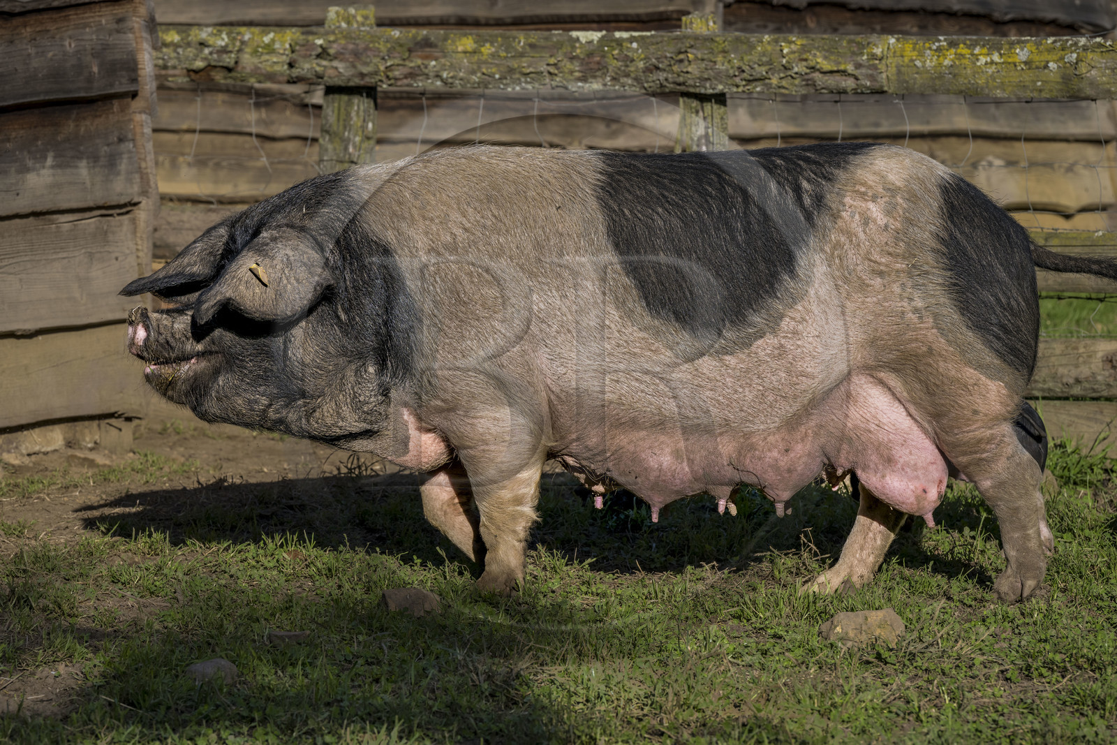 France, Pyrénées-Atlantiques (64), Pays-Basque, vallée des Aldudes, élevage en plein air Pierre Oteiza de porcs basques de race pie noir pour la production du jambon Kintoa AOC, cochette (jeune truie)
