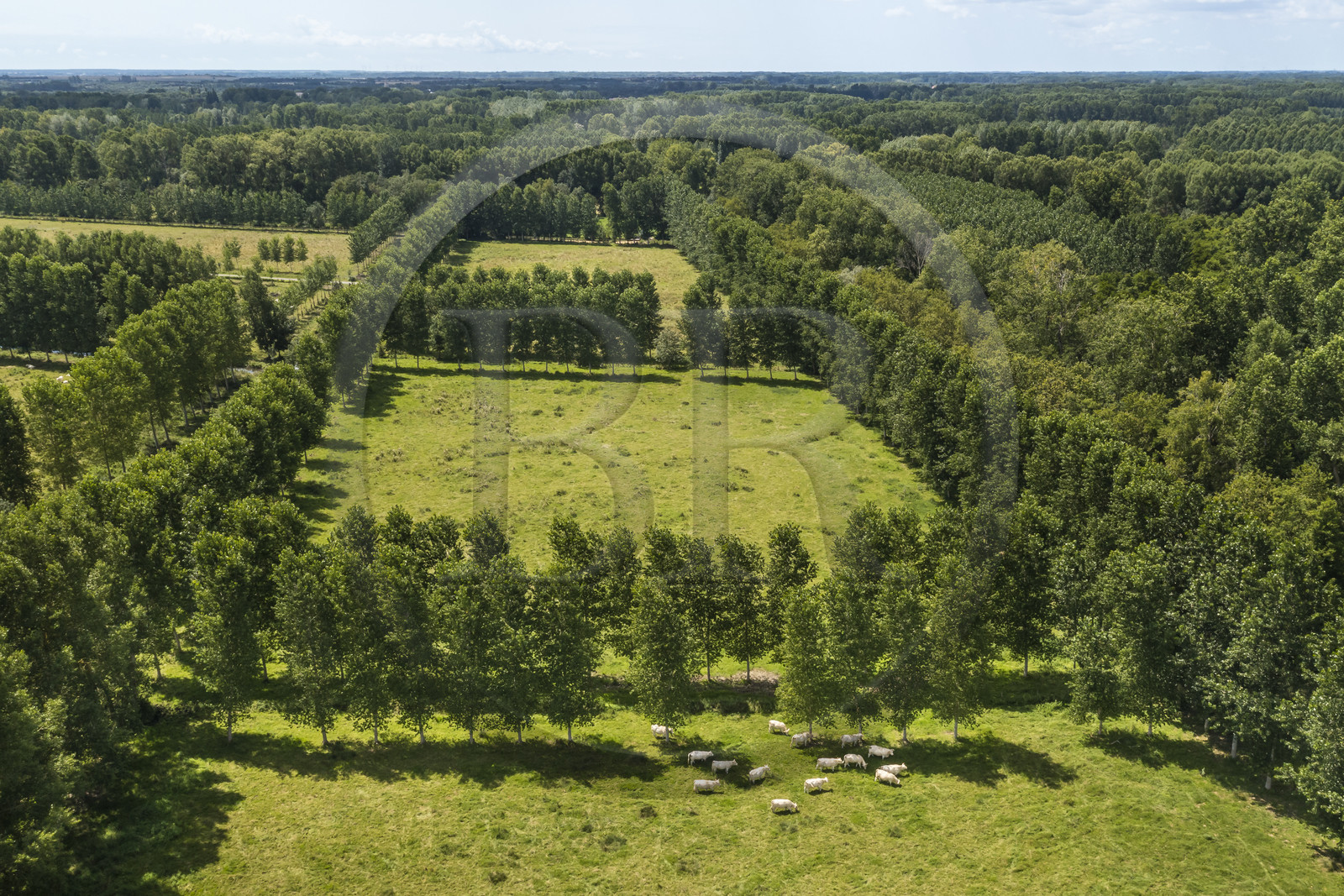 France, Deux-Sèvres (79), le Marais Poitevin, la Venise Verte, Sansais, les pâturages entourés de canaux au coeur du marais (vue aérienne)