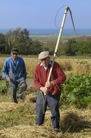 France, Manche, Cotentin, Cap de la Hague, Auderville, the farmer Paul Bedel, working in the fields with a Scythe