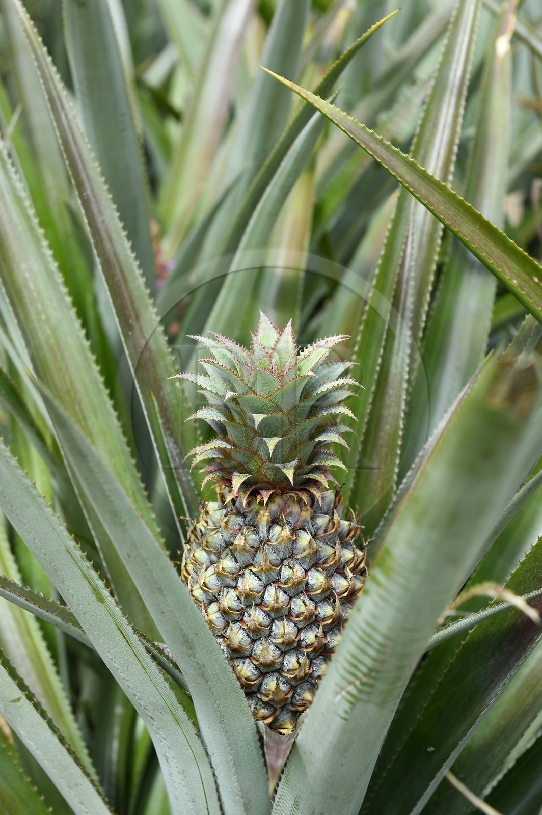 France, Ile de la Reunion, Le Tampon, plantation d'ananas Victoria