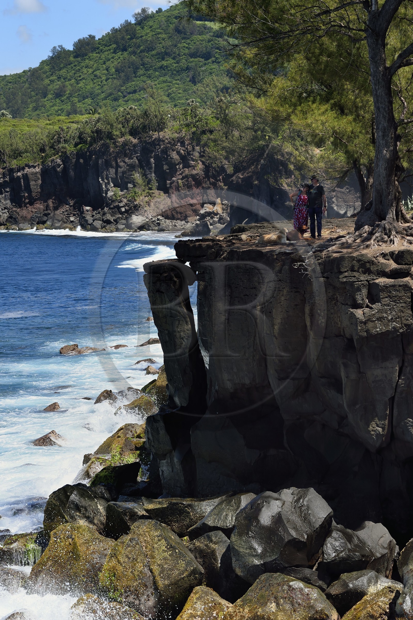France, Ile de la Reunion, Saint-Joseph vers la plage de Ti Sable, le sentier littoral longe une cote basaltique résultant d'une ancienne coulée de lave, filao