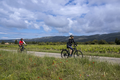 France, Vaucluse, Parc Naturel Regional du Mont Ventoux, Bedoin vineyard, bike ascent of Mont Ventoux by the D974 road on the southern slope