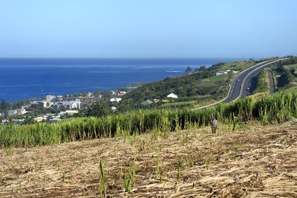 France, Ile de la Reunion, côte sud, Petite-Ile, champ de canne à sucre et Grands-Bois en arrière plan