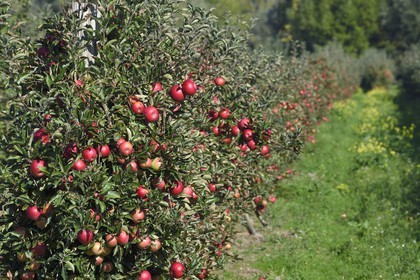France, Seine-Maritime, Pays de Caux, Norman Seine River Meanders Regional Nature Park, Jumieges, apple trees of the Fruit Route in the orchards along the Seine river