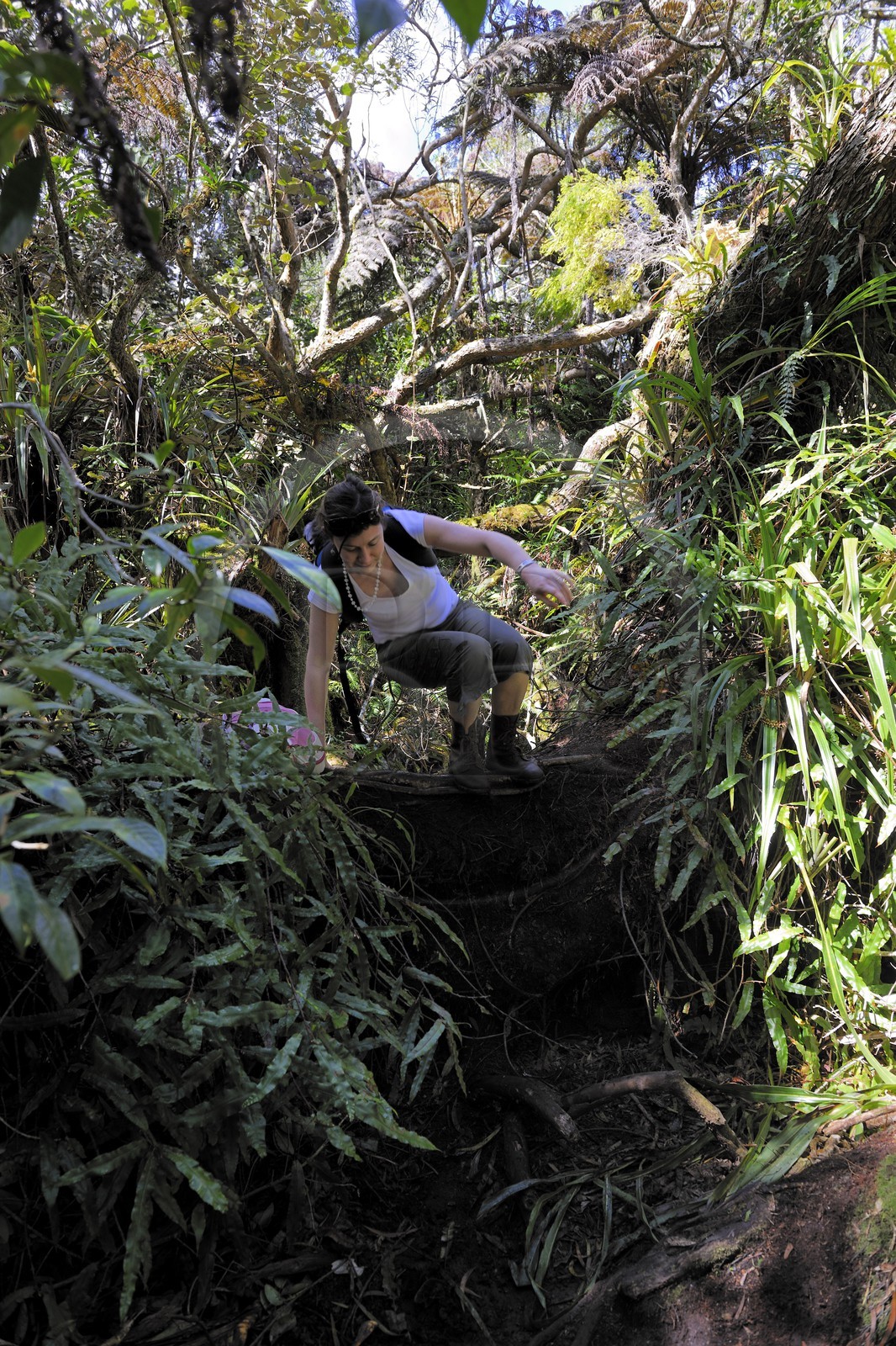 France, île de la Réunion, randonneurs en forêt de Bélouve