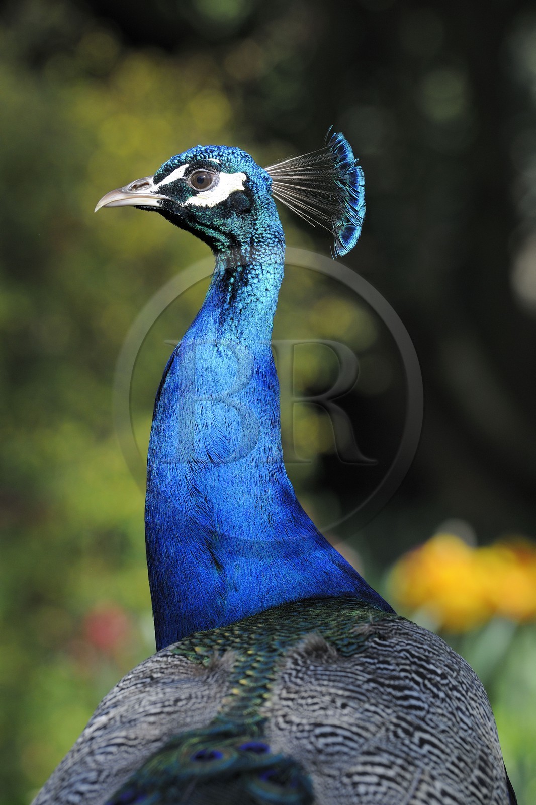 France, Paris (75), le Bois de Boulogne, parc de Bagatelle, paon