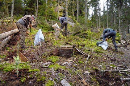 France, Haut Rhin, Thannenkirch, Taennchel massif, three communal lumberjacks planting Douglas firs around the Rocher des Geants