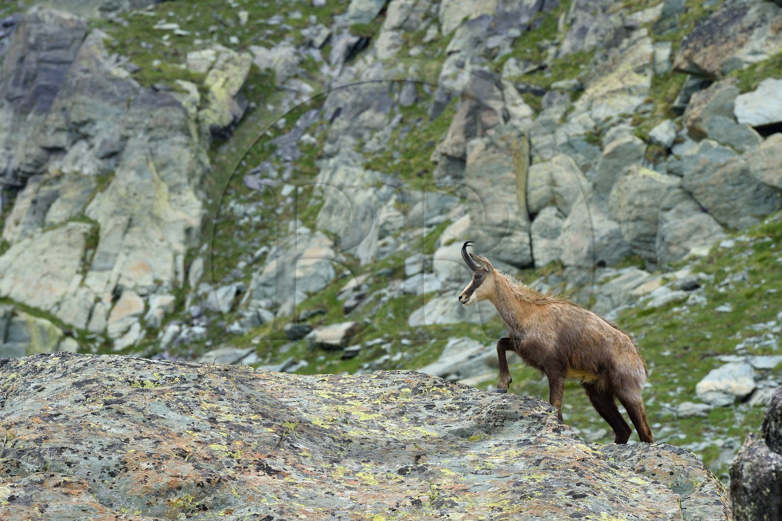 France, Alpes-Maritimes (06), parc national du Mercantour, Vallée des Merveilles vers le Pas de l'Arpette, chamois mâle adulte