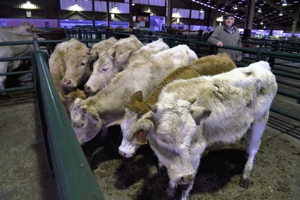 France, Seine-Maritime (76), Forges-les-eaux, marché couvert aux bestiaux