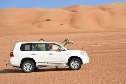 Sultanat d'Oman, gouvernorat de Ash Sharqiyah, désert des Wahiba Sands ou Sharqiya Sands, 4x4 tractant un dromadaire au pied des dunes de sable