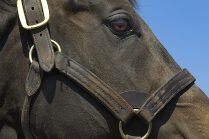 Republic of Ireland, County Kildare, Maynooth, Derrinstown Stud
