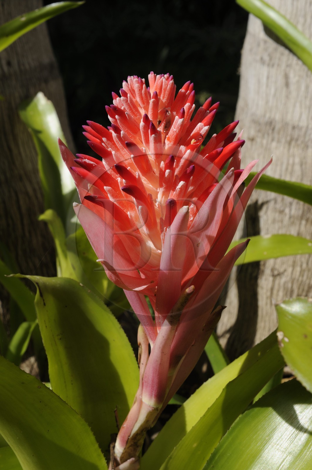 France, Ile de la Reunion, Petite Ile, jardin tropical
