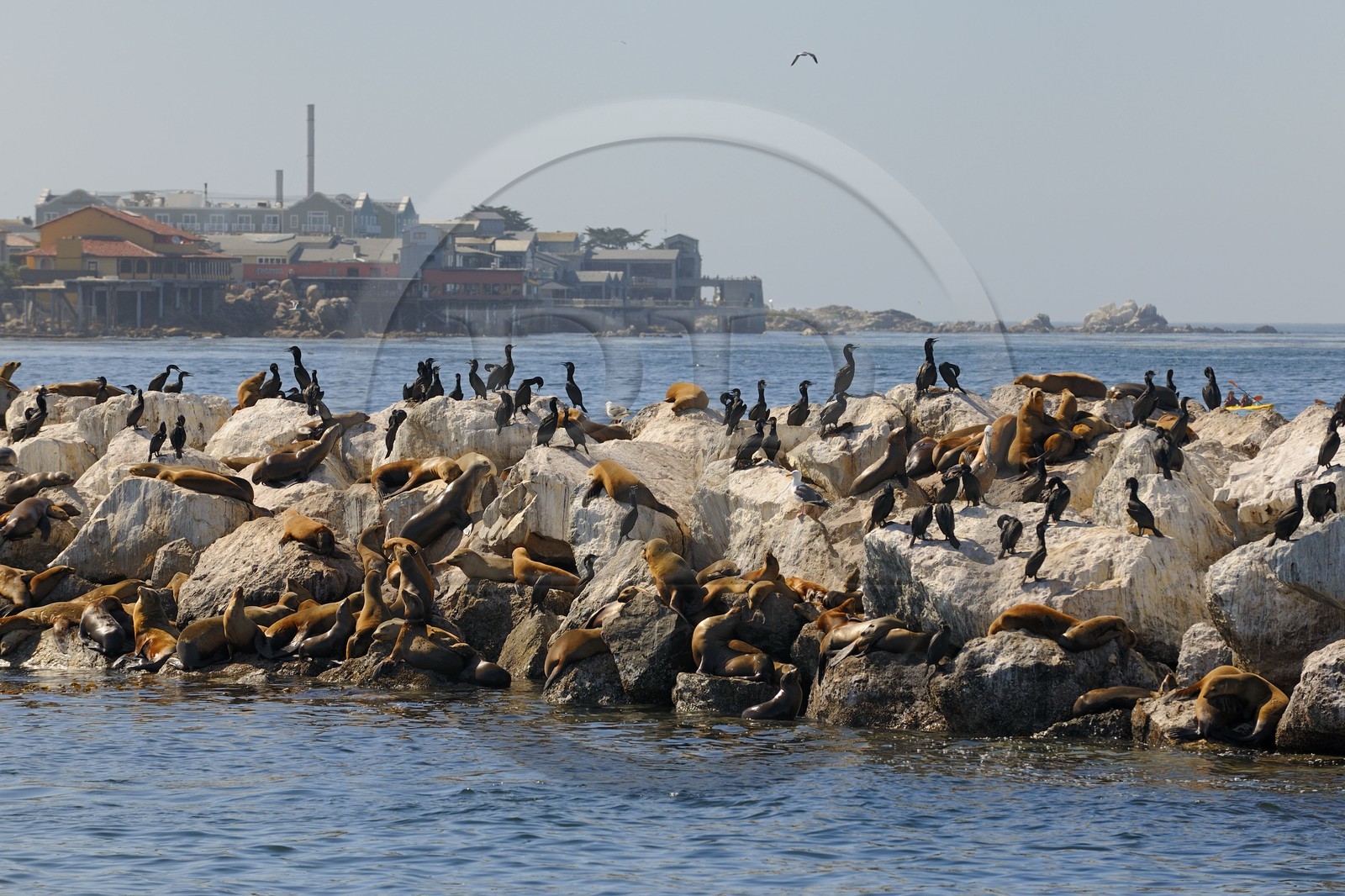 Etats-Unis, Californie, Otaries dans le port de Monterey