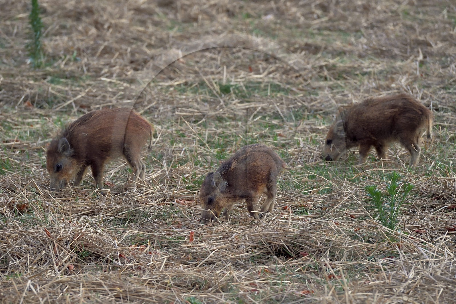 France, Var (83), Parc Naturel Régional du Verdon, Bauduen, marcassins