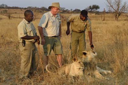 Zimbabwe, Midlands Province, Gweru, Antelope Park home to ALERT (African Lion and Environmental Research Trust), lion walk through the bush, the managing director Gary Jones and his guides - handlers