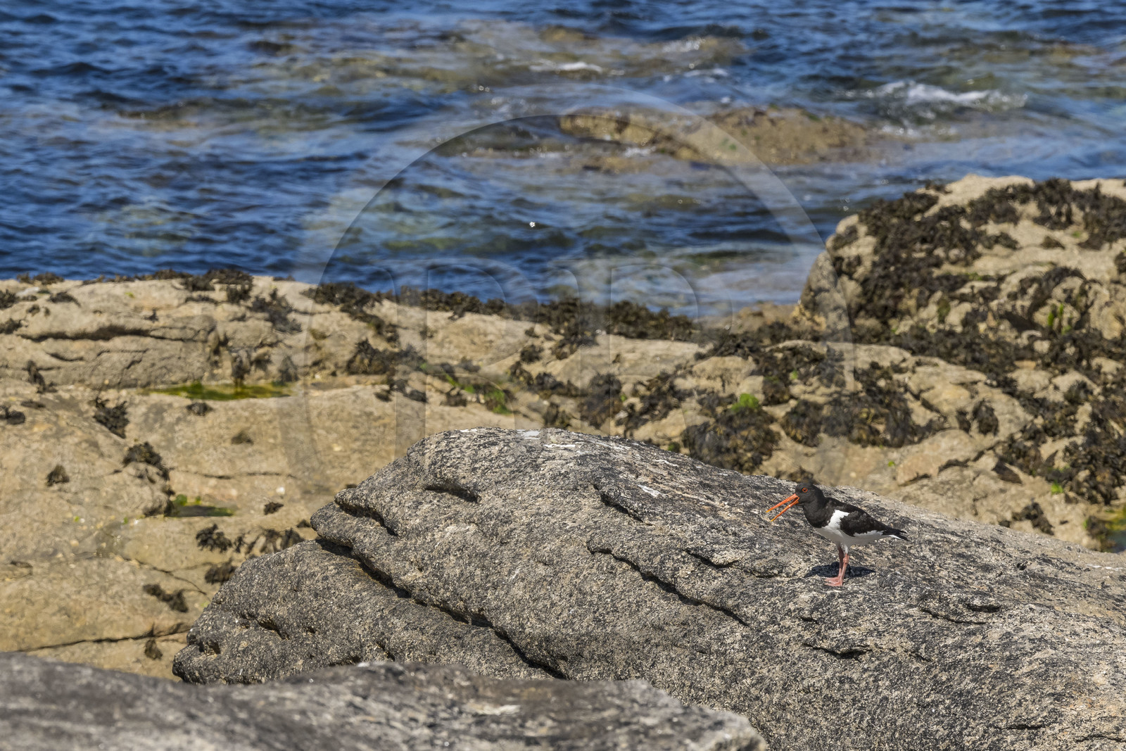 France, Finistère (29), Pays des Abers, Ile Vierge dans l'archipel de Lilia, huitrier pie (Haematopus ostralegus)