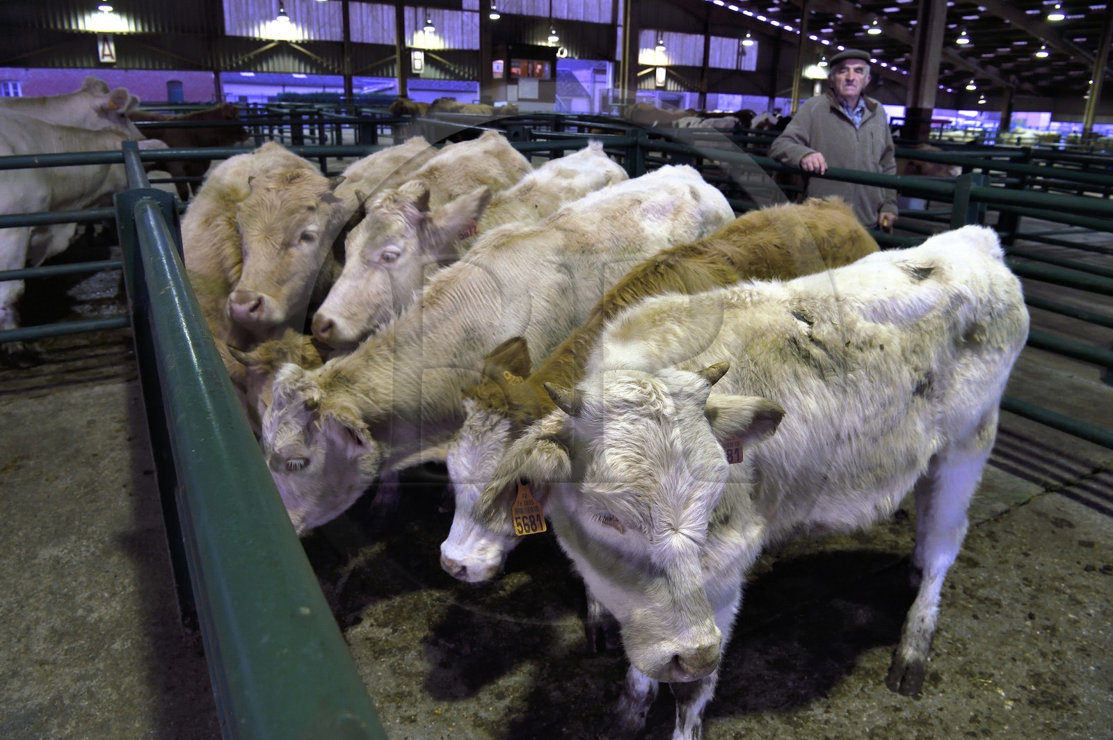 France, Seine Maritime, Forges les eaux, livestock market (mainly cows)