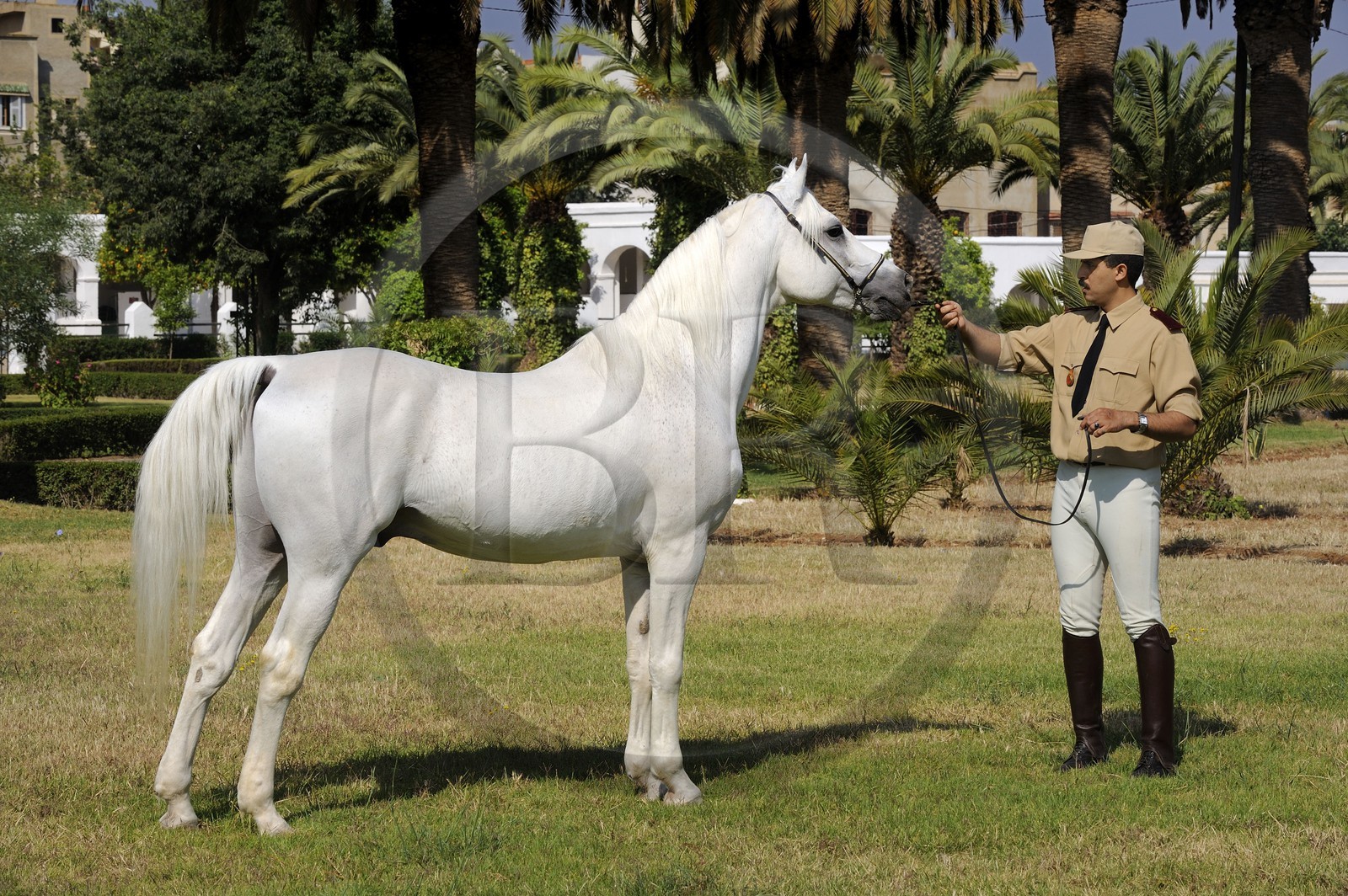 Morocco, Meknes Tafilalet Region, Royal Stud farm of Meknes, Basssan thoroughbred Arabian horse