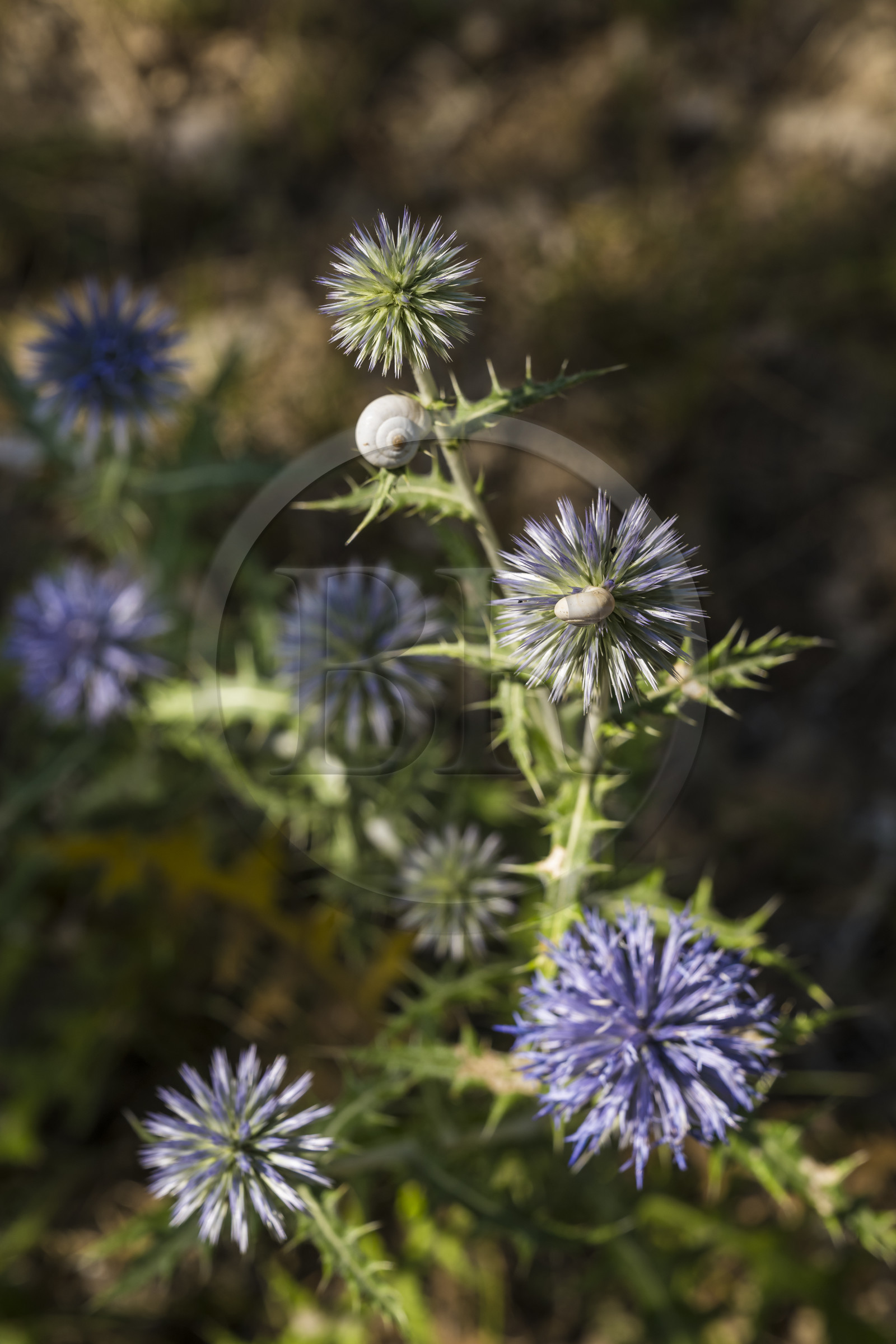 France, Var (83), Provence Verte, Bras, vers Saint-Maximin-la-Sainte-Baume, chardon bleu (Echinops ritro)