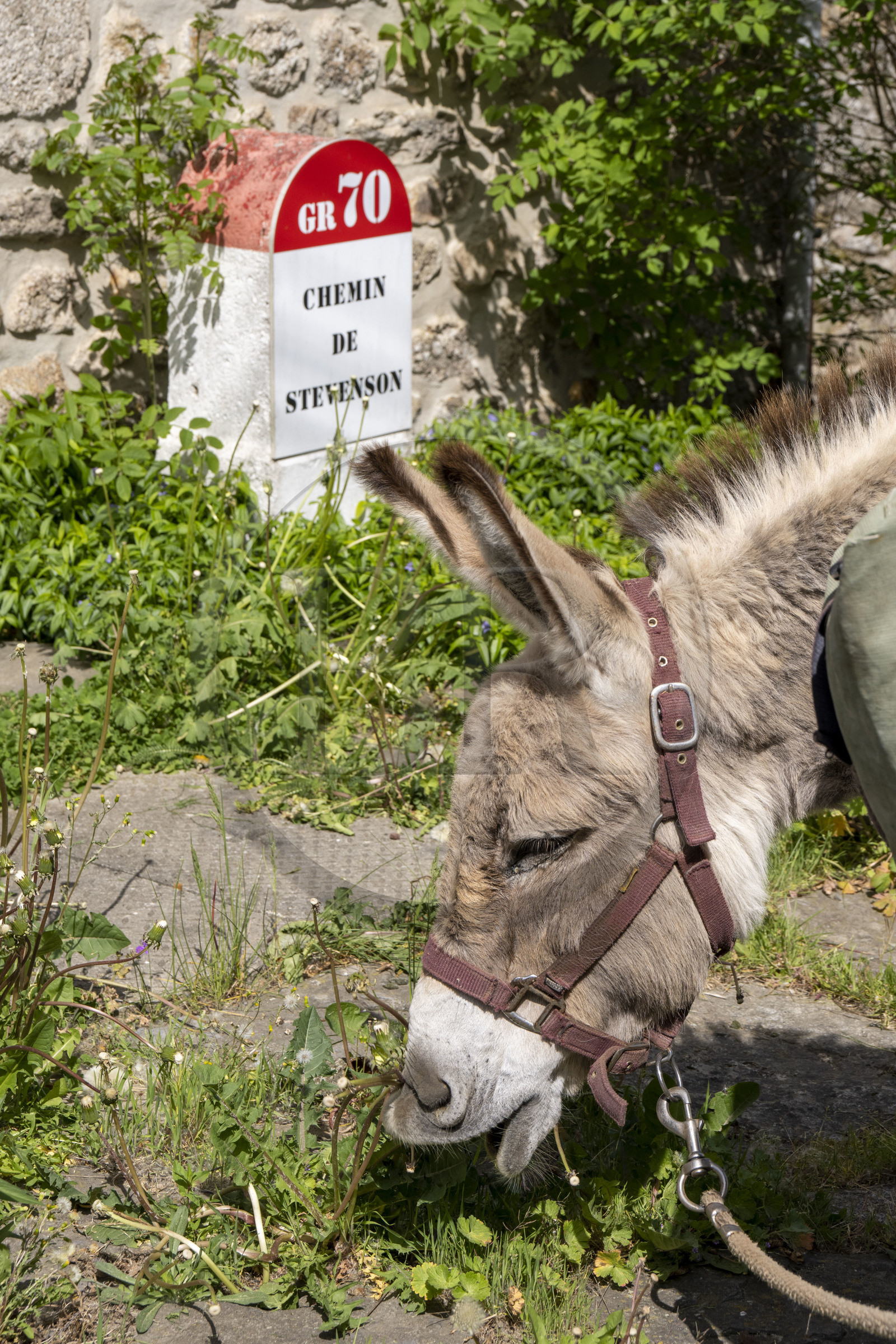 France, Lozère (48), Cheylard-l'Evêque, randonnée avec un âne sur le chemin de Stevenson (GR 70)