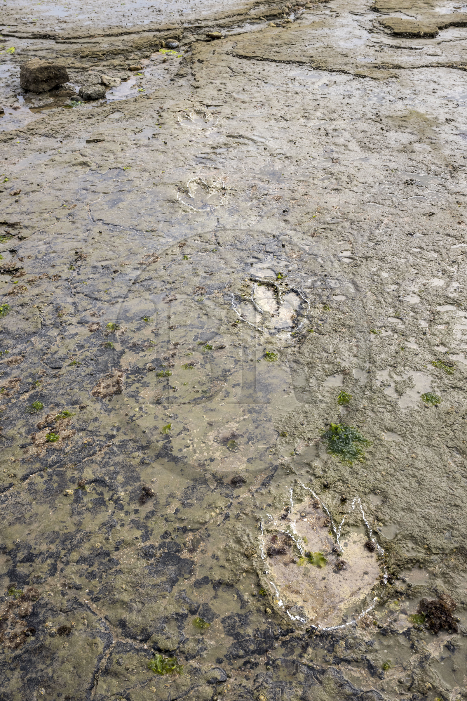 France, Vendée (85), Talmont Saint Hilaire, la Pointe du Payré, foreshore of the Veillon site at low tide, Didier Neault on the left and Jack Guichard on the right show us the tridactyl fossil traces of bipedal dinosaurs dated around 200 million years old