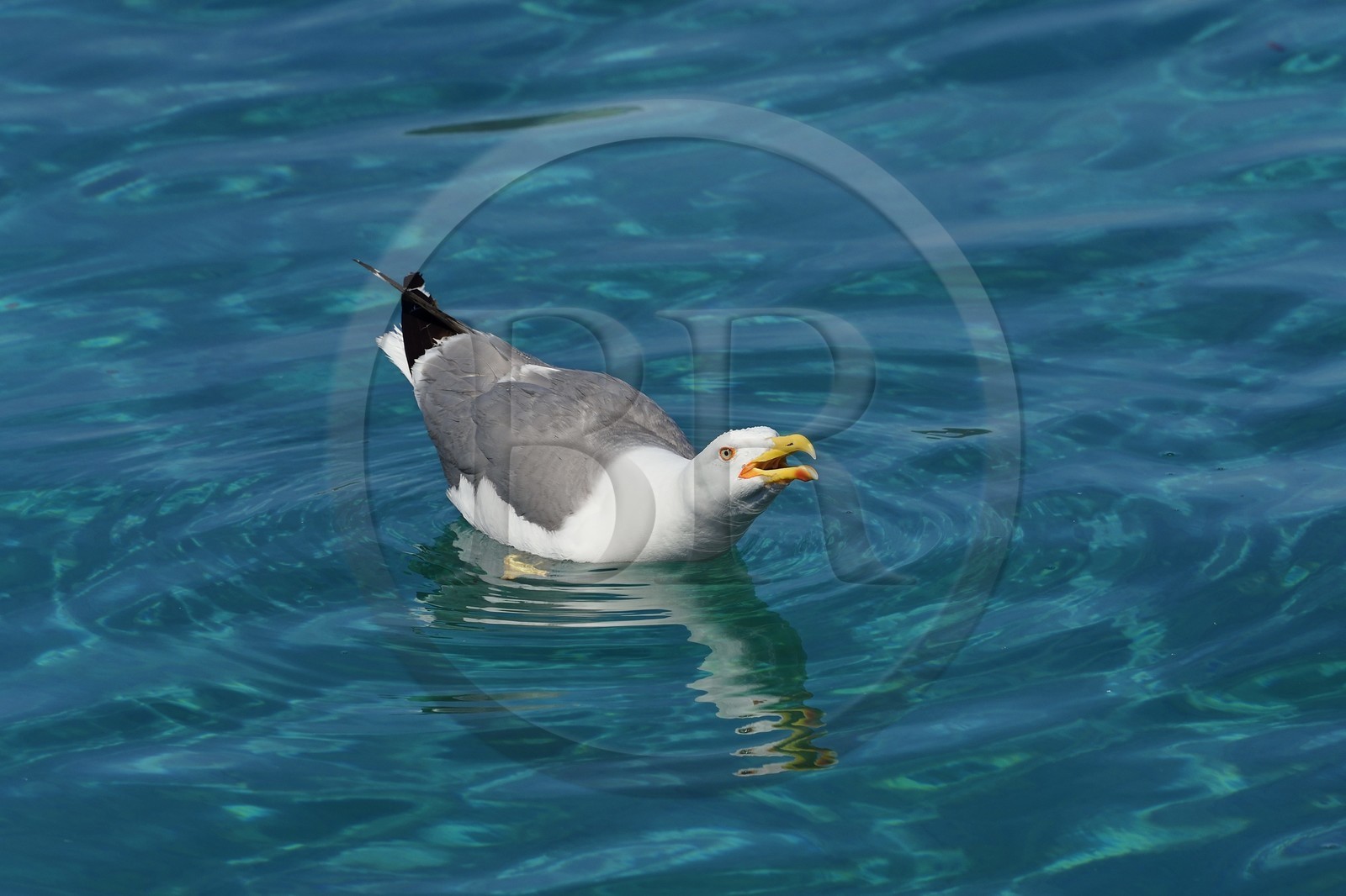 France, Var (83), Iles d'Hyères, Parc national de Port Cros, Ile du Levant, domaine naturiste d'Héliopolis, goélands