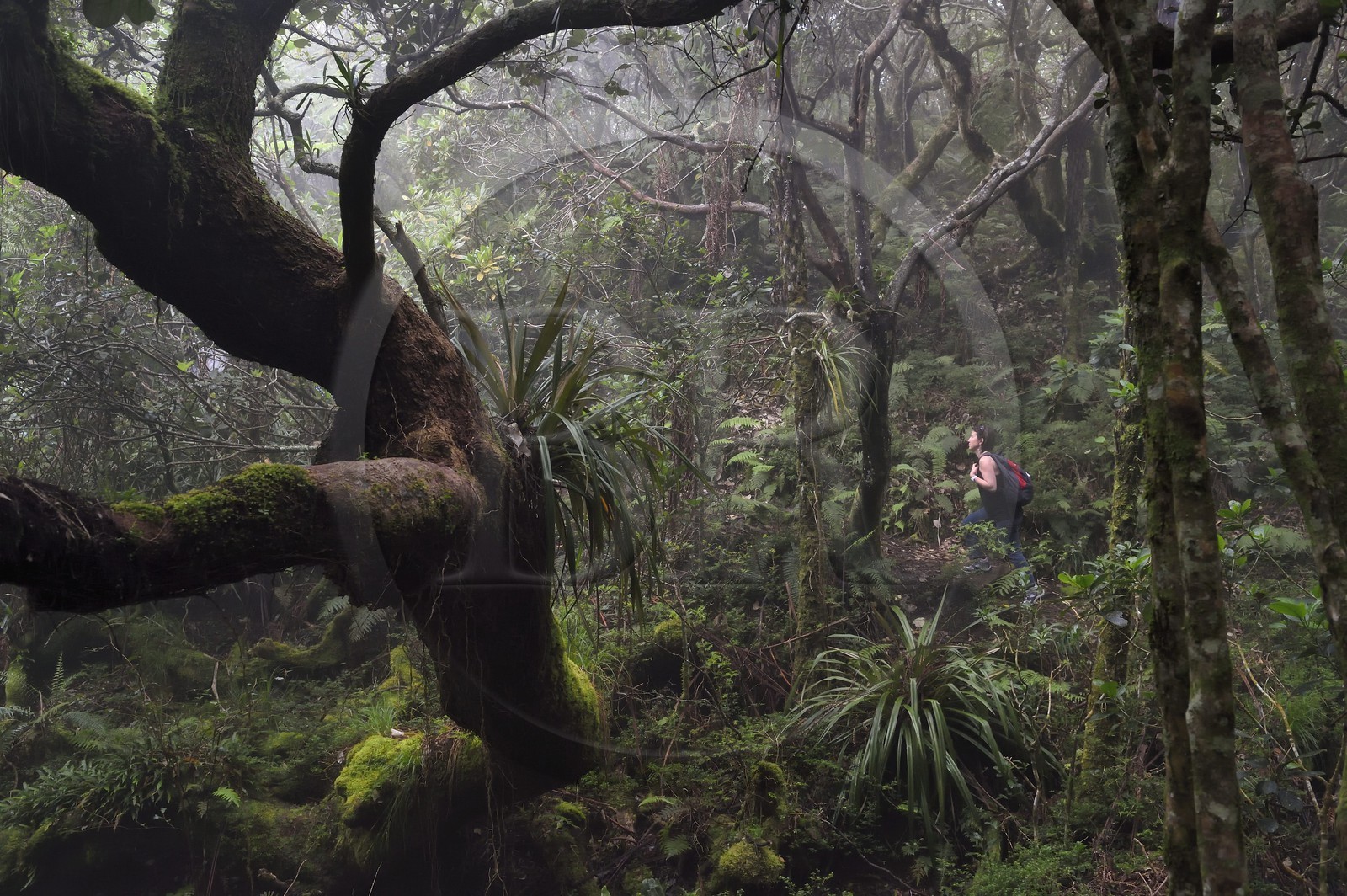 France, Reunion island (French overseas department), Le Tampon, Forest of Our Lady of Peace along the Riviere des Remparts on the slopes of the Piton de la Fournaise volcano