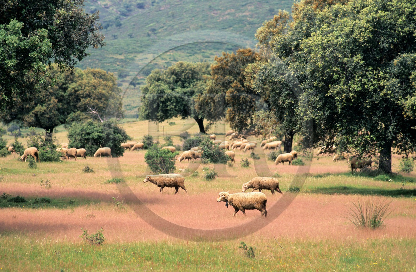 Spain, Estremadura, herd of sheep