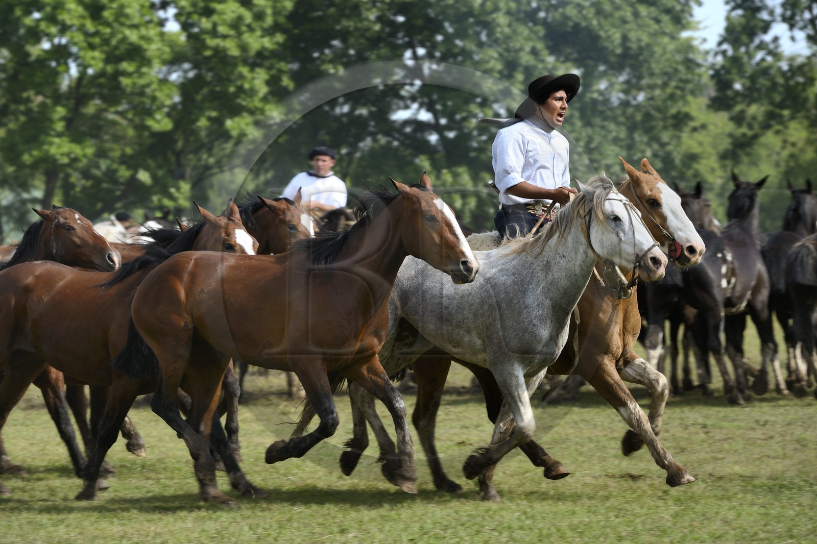 Argentine, province de Buenos Aires, San Antonio de Areco, fête du Jour de la Tradition (Dia de la Tradicion), figure appelée enchevêtrement de troupeaux (Entrevero de tropillas)