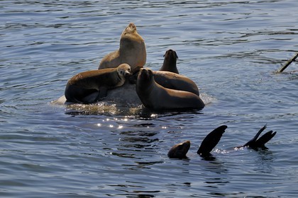 United States, California, sea-lions in the harbor of Monterey