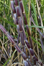 France, Reunion island (French overseas department), south coast, Petite-Ile, sugar cane