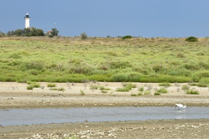 France, Bouches-du-Rhône (13), Parc naturel régional de Camargue, l’étang du Tampan, Aigrette garzette (Egretta garzetta) et le phare de la Gacholle