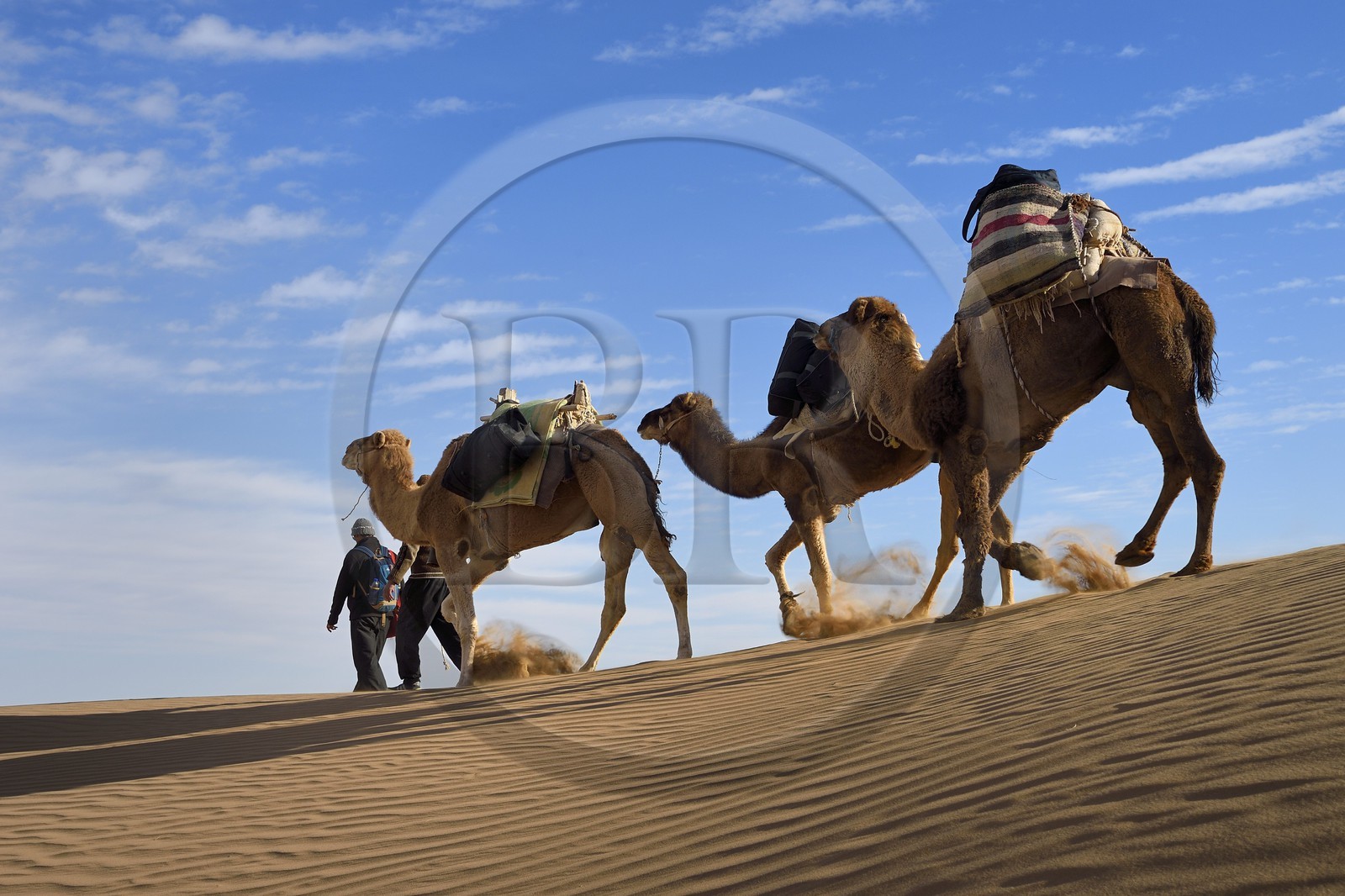Iran, Province d'Ispahan, désert du Dasht-e Kavir, Mesr dans la région de Khur et Biabanak, caravane de dromadairesdans les dunes du lieu dit de Kuh e-Sefid
