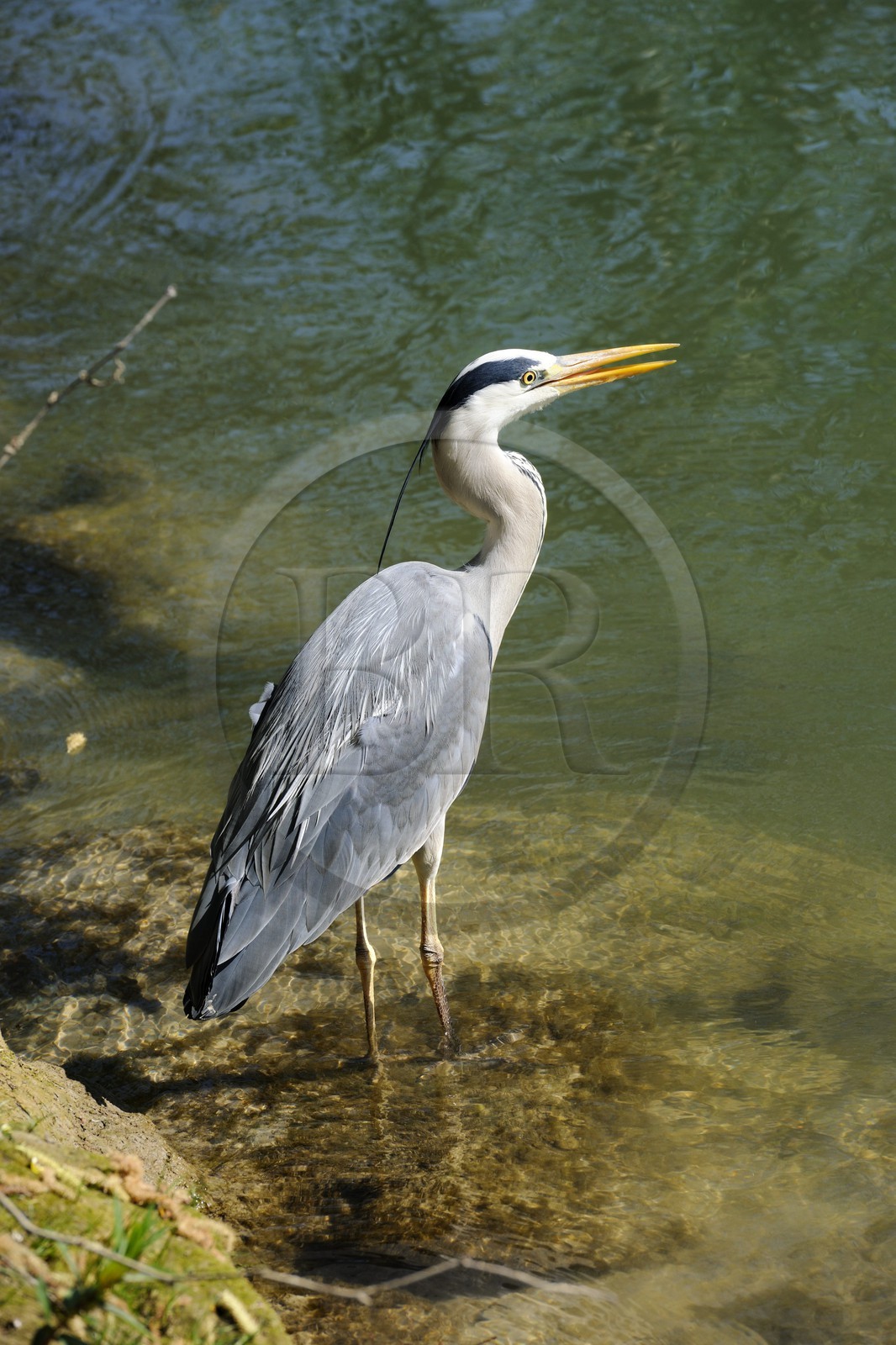 France, Val de Marne, the Marne riverside, Champigny-sur-Marne, Grey Heron (Ardea cinerea)