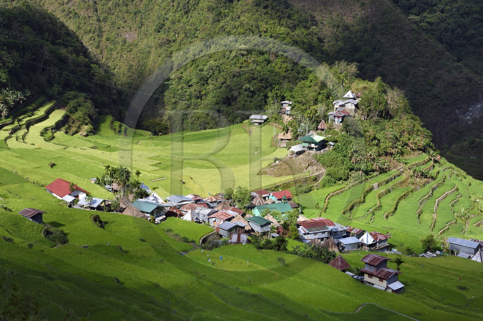 Philippines, province d'Ifugao, les rizières en terrasses de Banaue autour du village de Batad, classées Patrimoine Mondial de l'UNESCO, alimentées par un ancien système d'irrigation depuis la forêt tropicale au-dessus des terrasses