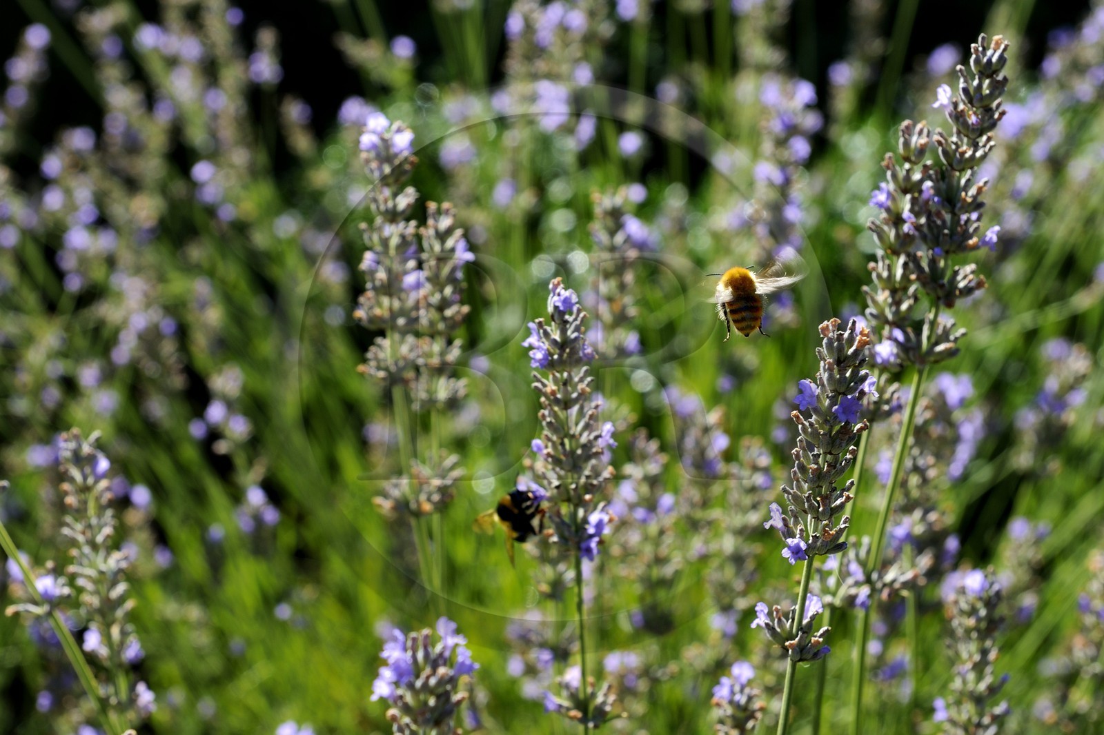 France, Var, Provence Verte (Green Provence), Bras village, Le Peyrourier Bed & Breakfast une campagne en Provence, bee gathering lavender