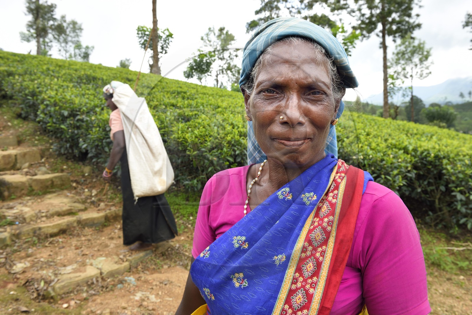 Sri Lanka, center province, Dalhousie, Tamil woman picking tea leaves in a tea plantation