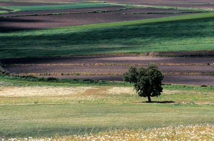 Spain, Estremadura, landscape of the plain to the north of Don Benito, view of the Sierra del Villar